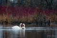 004_Biebrza - kwiecien 2011